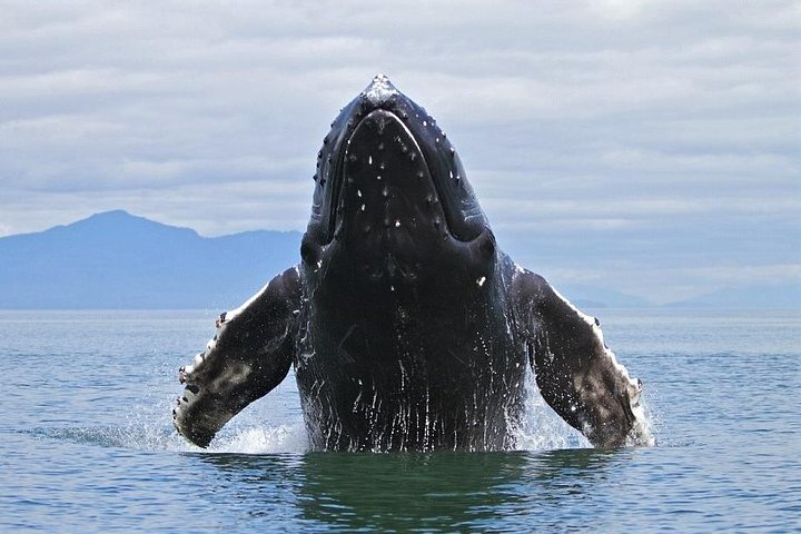 Whale Watching Day Trip From Punta Cana - Pick Up in Your Hotel. - Photo 1 of 6